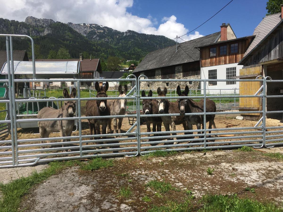 Wengerwirt Zur Laube Bed & Breakfast Weng im Gesause Eksteriør bilde